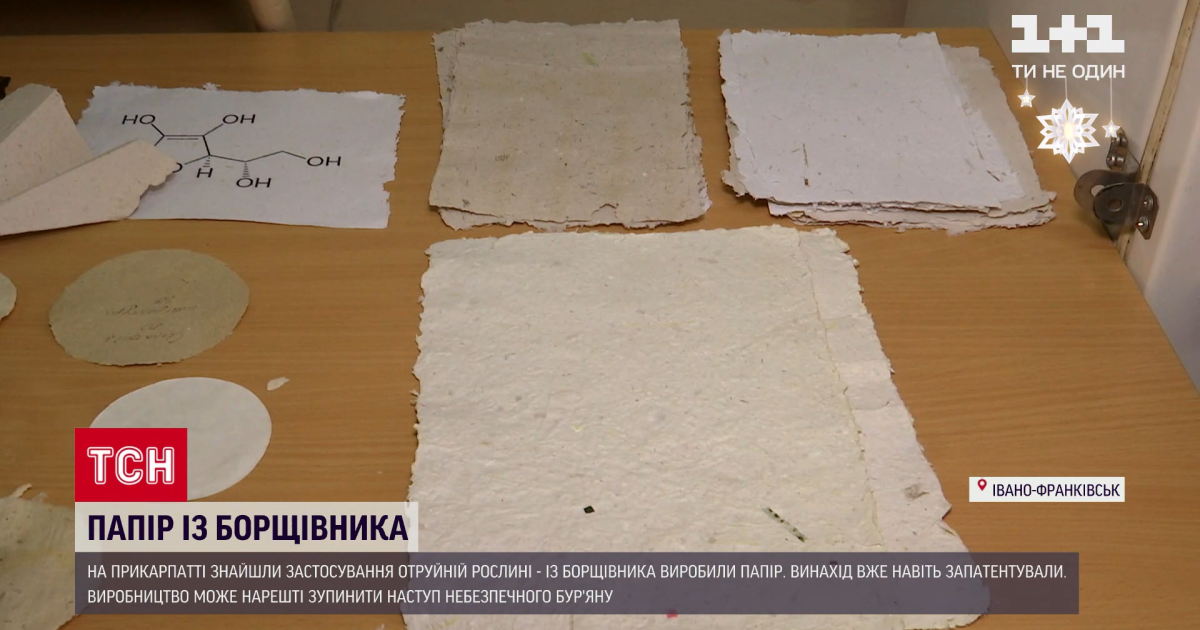 Папір виготовлений з борщівника Сосновського